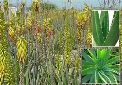 مشاور تجاری سازی دفتر برنامه‌‌‌ریزی وزارت علوم: