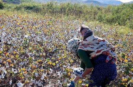 معاون برنامه ریزی جهاد کشاورزی خراسان شمالی :