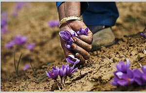 کشت زعفران در دیگر مناطق تهدید یا فرصت؟