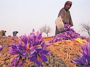 درخواست مسئولان و کارشناسان تولید و صادرات زعفران خراسان رضوی در گفت‌وگو با «دنیای اقتصاد»؛