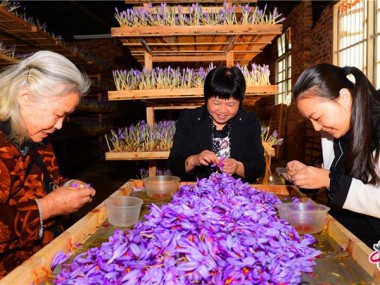 «دنیای اقتصاد» از مشکلات این روزهای تولید و صادرات زعفران خراسان گزارش می‌دهد؛