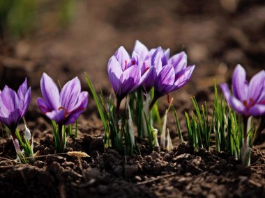 «دنیای اقتصاد» دلایل اجرایی نشدن طرح جامع زعفران را بررسی می‎کند؛