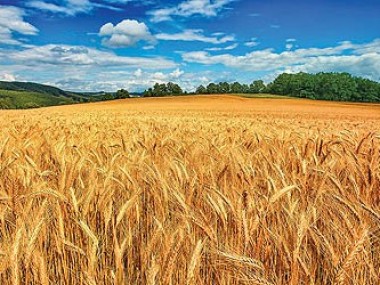 در همایش « تغذیه، از مزرعه تا سفره» مطرح شد: