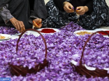 «دنیای اقتصاد» از بی‎توجهی مسئولان نسبت به گران‎بهاترین محصول کشاورزی گزارش می‎دهد؛