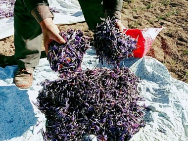 گزارش دنیای اقتصاد از خسارات وارده به کشاورزان استان‌های خراسان؛