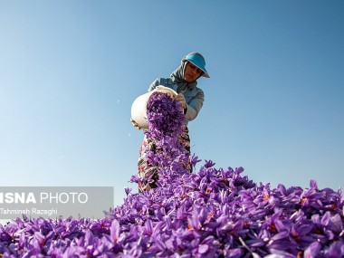 دلیل افت قیمت زعفران چیست؟