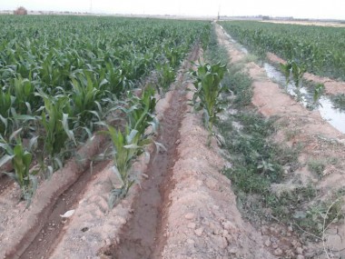 دنیای اقتصاد از اجرای طرح اصلاح الگوی کشت در خراسان رضوی گزارش می‌دهد