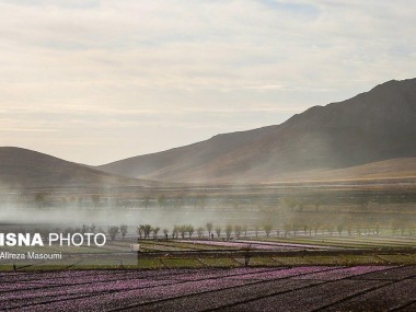 حال و هوای مزارع زعفران خراسان گردشگران داخلی و خارجی را روانه روستاها کرده است: