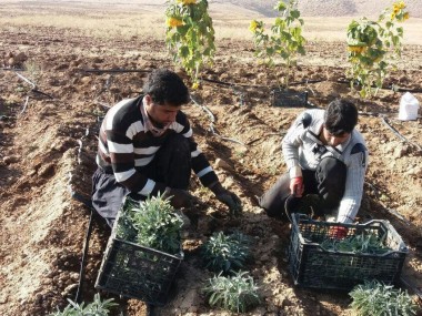 دنیای اقتصاد از وضعیت تولید و فراوری گیاهان دارویی در خراسان رضوی گزارش می‌دهد