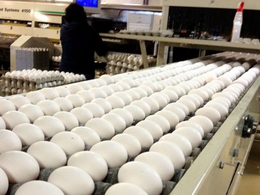 گزارشی از حال و روز صنعت مرغداری و تولید تخم‌مرغ در خراسان رضوی