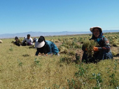 وضعیت فراوری و صادرات گیاهان دارویی خراسان رضوی چگونه است؟