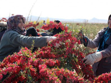 بررسی ظرفیت ها و ویژگی های خاص محصولی استراتژیک که کمتر به آن توجه شده است