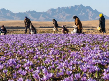 برای بازگشت ارزش‌افزوده زعفران به چرخه اقتصادی انجام می‌شود