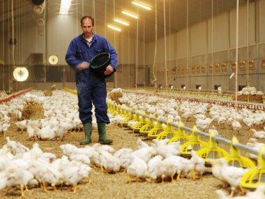 کمبود نهاده‌های دامی چه مشکلاتی را در خراسان رضوی به بار آورده است؟