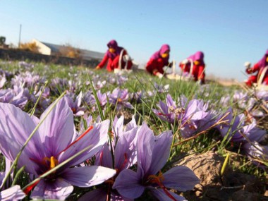 یک هفته به آغاز فصل برداشت زعفران مانده و مشکلات صادرکنندگان این محصول همچنان باقی است