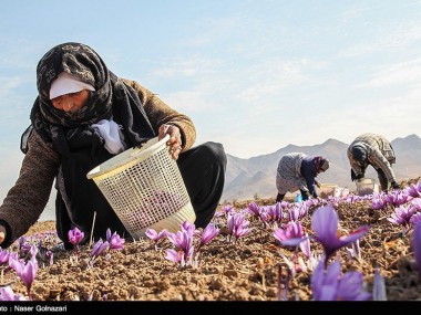 فعالان و کارشناسان حوزه زعفران از راهکارهای بهبود بازار این محصول می‌گویند