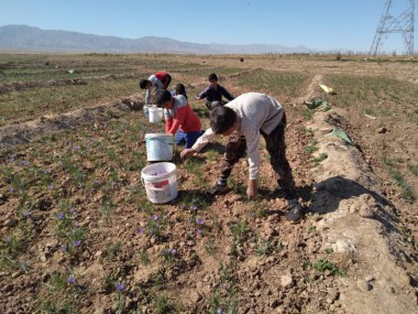 گزارش میدانی دنیای اقتصاد از برداشت زعفران در مزارع جنوب خراسان و مشکلات کشاورزان
