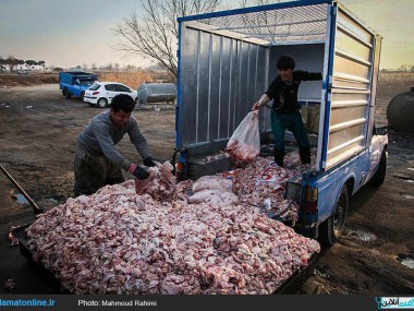 ظرفیت ارزشمند پسماند کشتارگاه‎های طیور خراسان رضوی مغفول مانده است