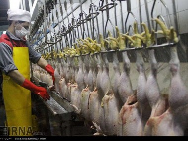 کمبود نهاده‌های دامی و کاهش جوجه‌ریزی، دلیل گرانی مرغ در هفته‌های گذشته