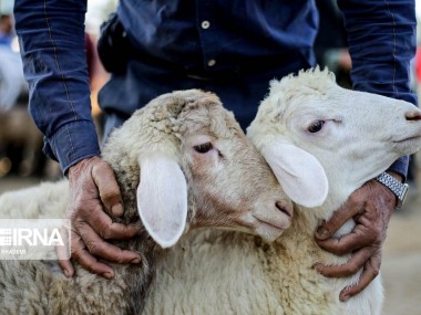 از کمبود نهاده‌های دامی تا احتمال گرانی گوشت قرمز در ماه‌های آینده