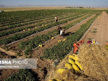 دغدغه این روزهای فعالان بخش کشاورزی و انتظارات آنها از وزیر جدید چیست؟