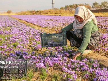 فعالان حوزه زعفران از وضعیت این روزهای تولید و صادرات این محصول می‌گویند