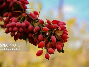 خشکسالی‌ و قیمت‌گذاری نامناسب، تولید و درآمد زرشک‌کاران را دچار مشکل کرده است