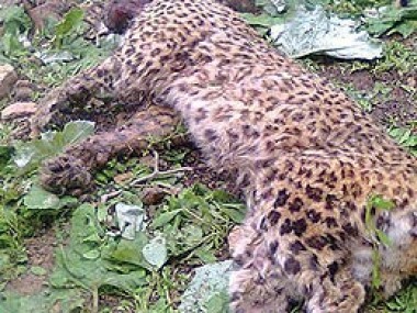 پس از تلف شدن 6 پلنگ در سال جدید: